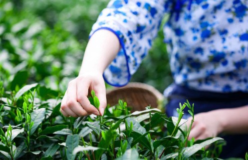 茶葉行業定制防偽標簽適合什么防偽技術